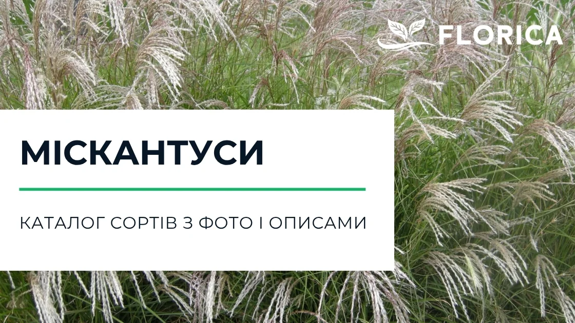 Міскантус: каталог сортів з фото і описами