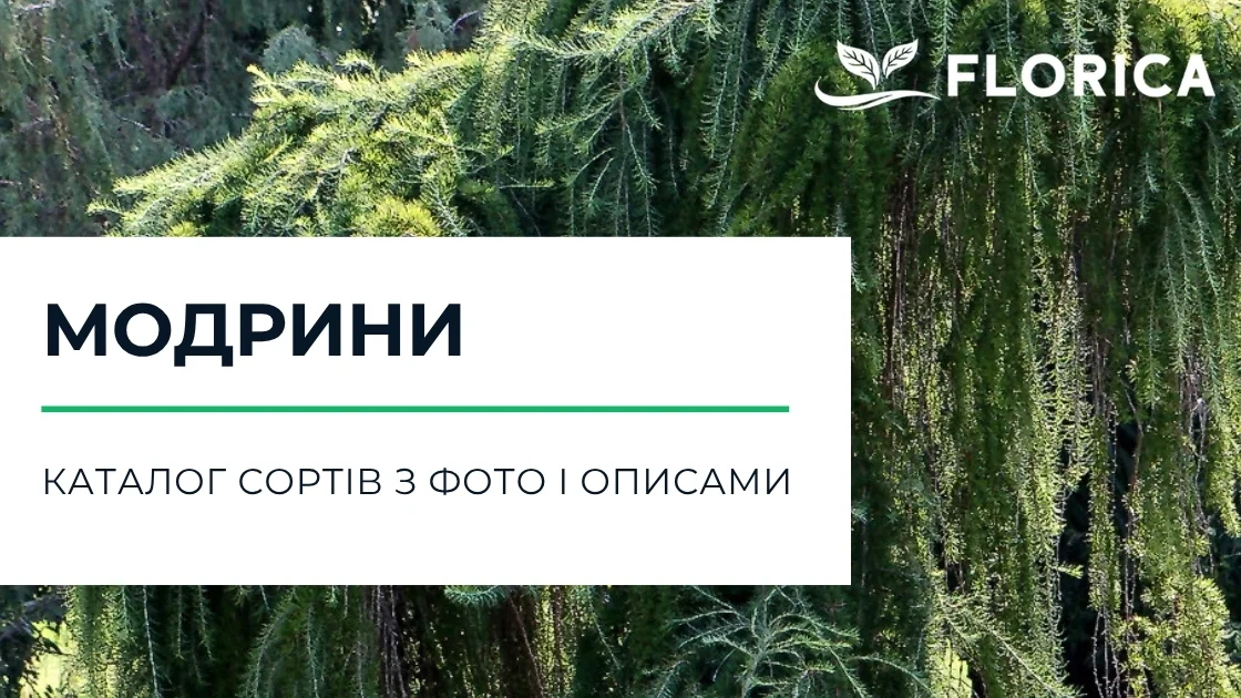 Модрина: каталог сортів з фото і описами