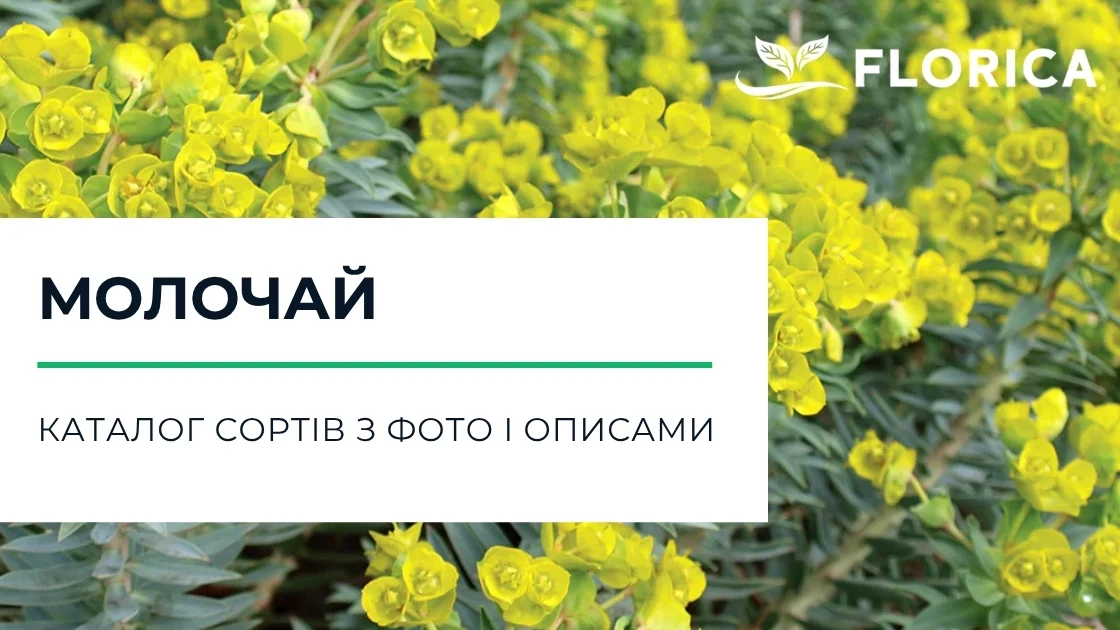 Молочай кімнатний: каталог сортів з фото і описами
