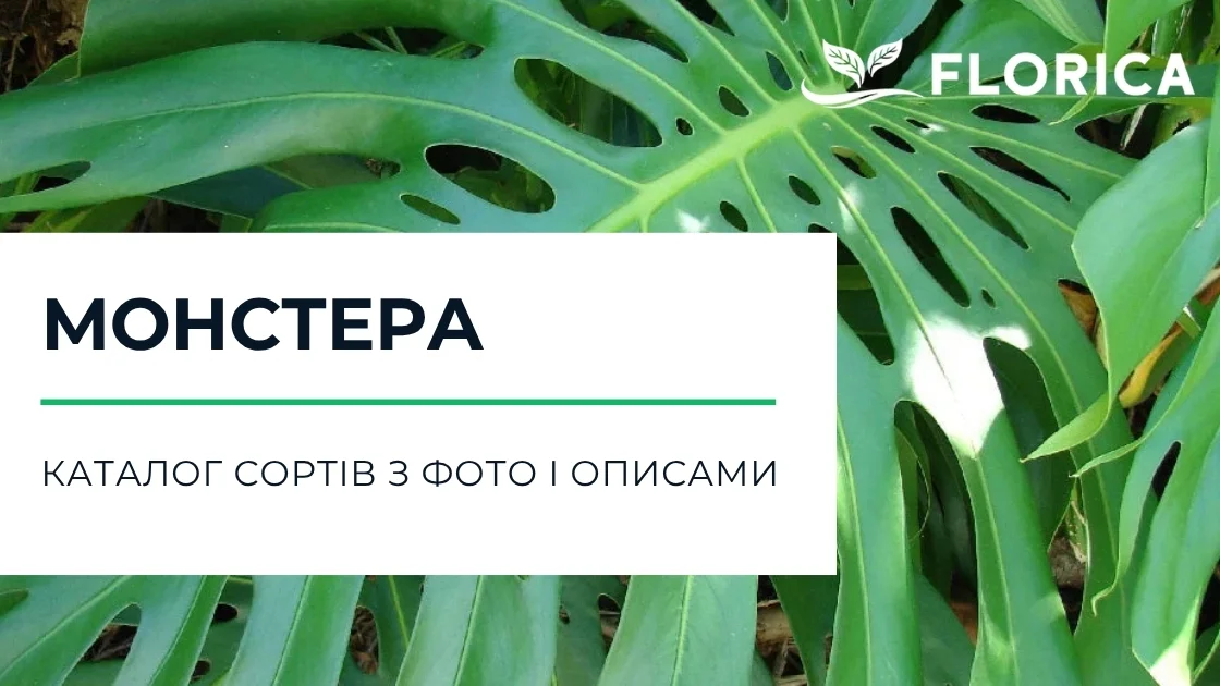 Монстера: каталог сортів з фото і описами