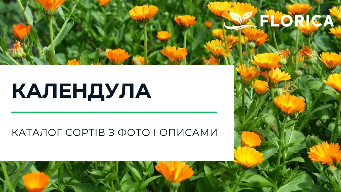 Нагідки (календула): каталог сортів з фото і описами