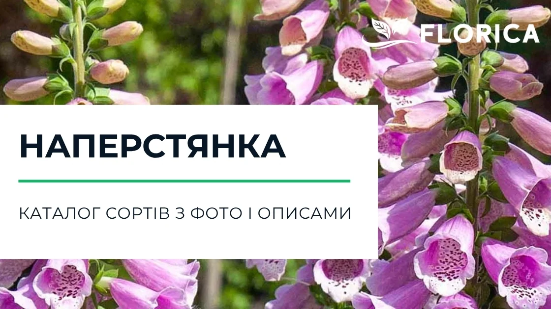 Наперстянка: каталог сортів з фото і описами