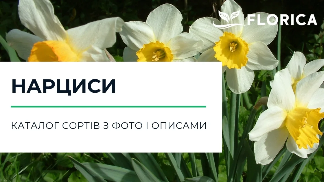 Нарциси: каталог сортів з фото і описами
