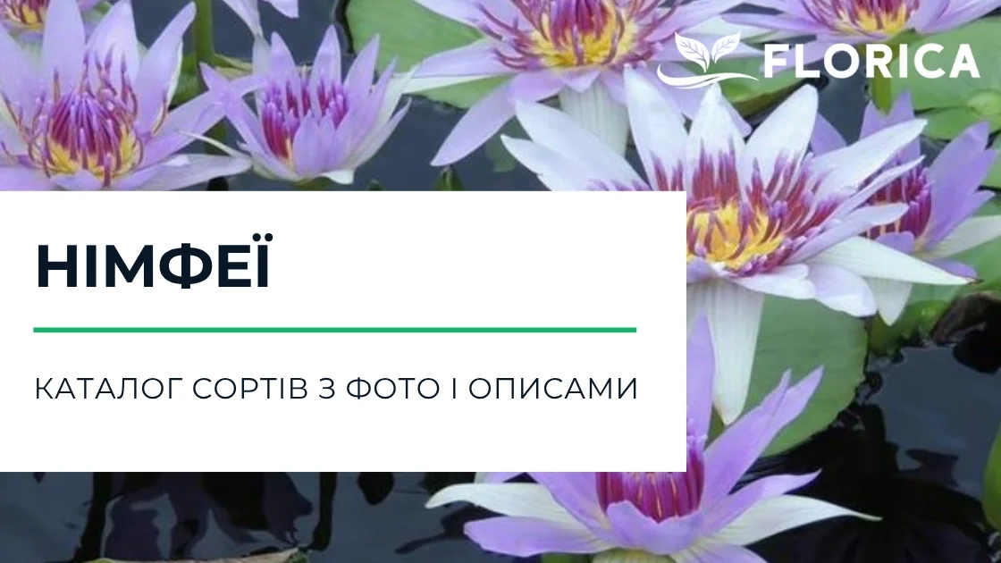 Німфеї: каталог сортів з фото і описами