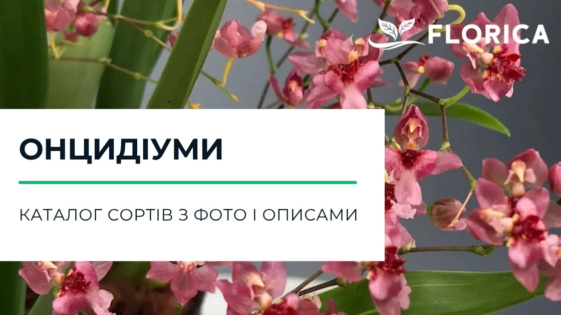 Орхідеї онцидіум: каталог сортів з фото і описами