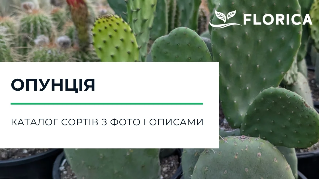 Опунція: каталог сортів з фото і описами