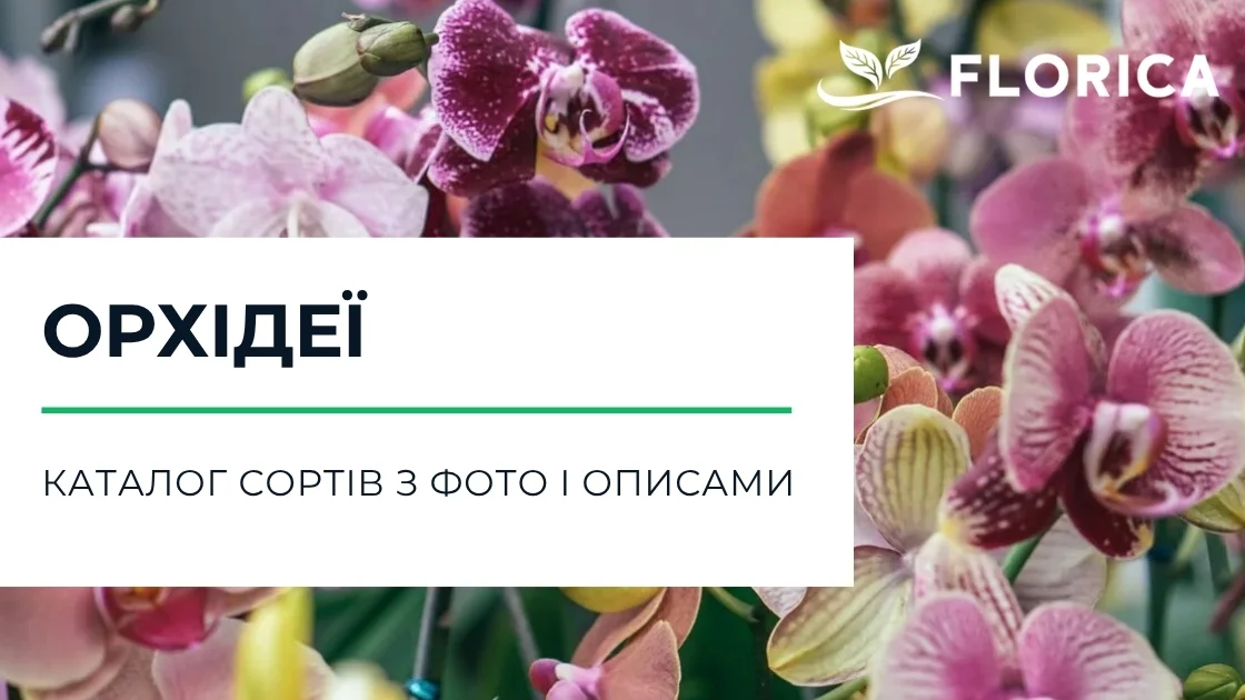 Орхідеї: каталог сортів з фото і описами