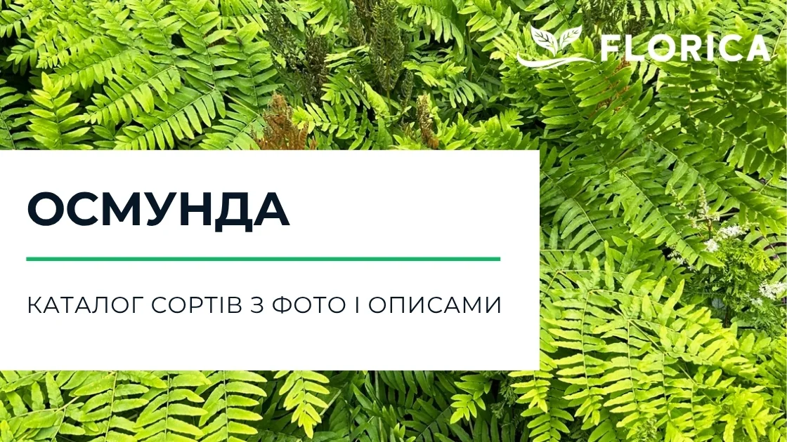 Осмунда: каталог сортів з фото і описами