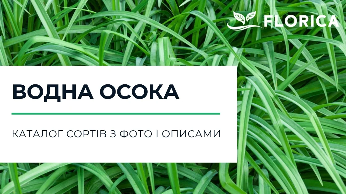 Осока: каталог сортів з фото і описами
