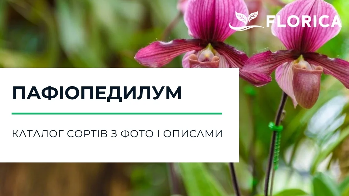 Орхідеї пафіопедилум: каталог сортів з фото і описами