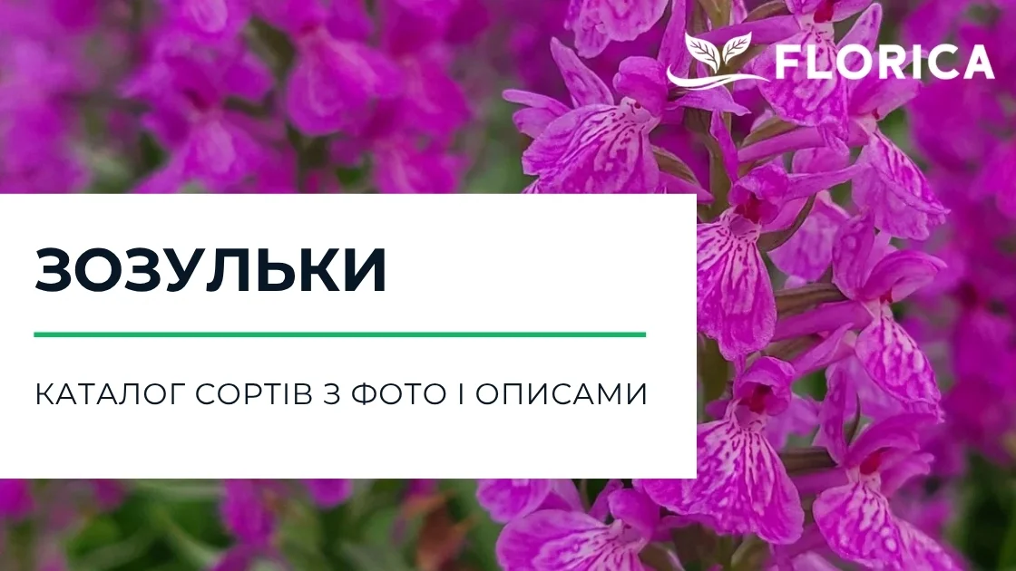 Зозульки (пальчатокорінник): каталог сортів з фото і описами