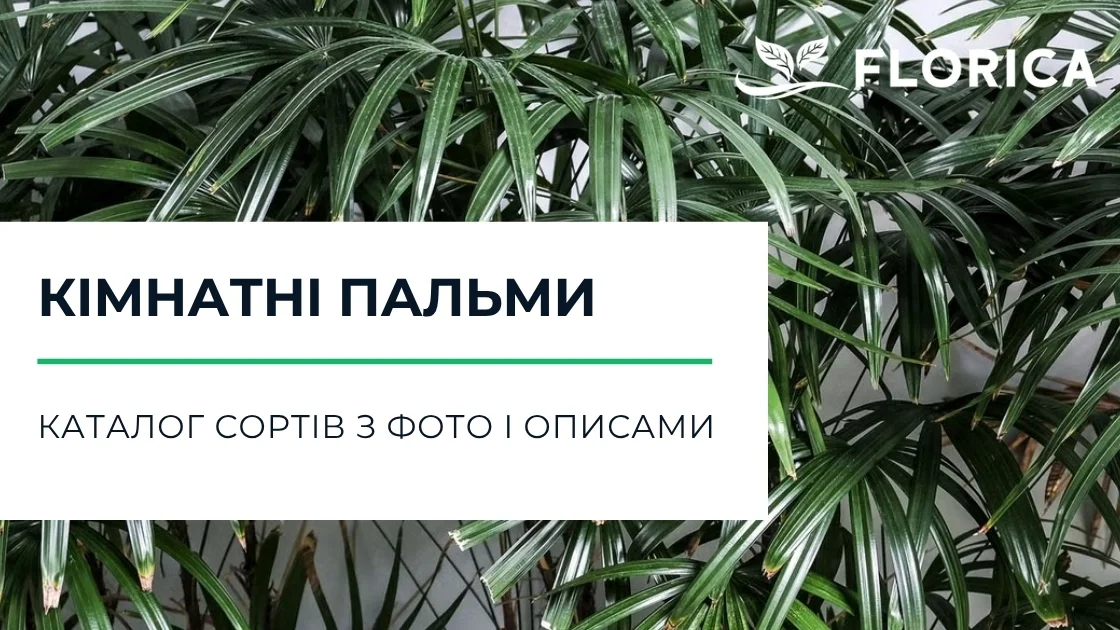 Кімнатні пальми: каталог сортів з фото і описами