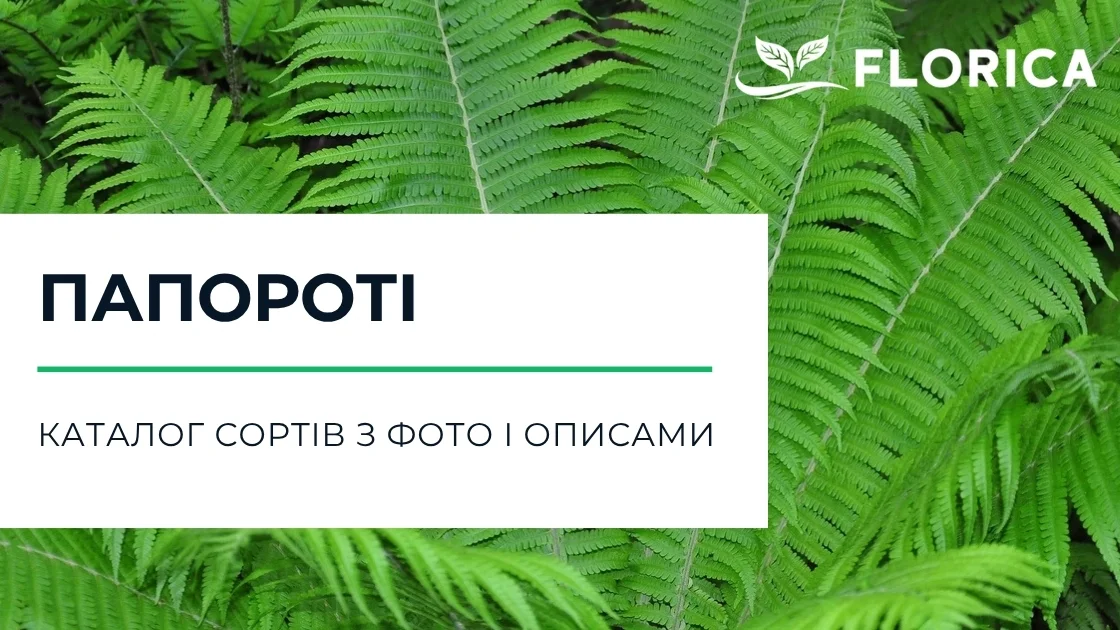 Папороті: каталог сортів з фото і описами