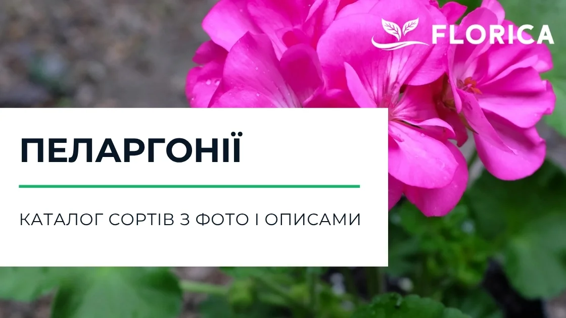 Пеларгонія: каталог сортів з фото і описами