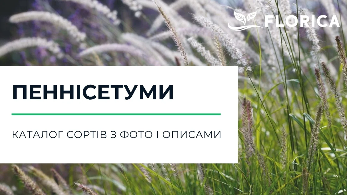 Пеннісетум: каталог сортів з фото і описами
