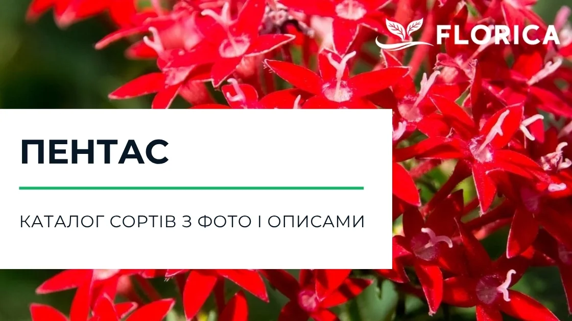 Пентас: каталог сортів з фото і описами
