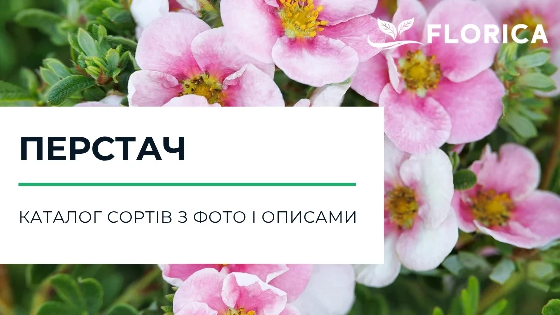 Перстач (Лапчатка): каталог сортів з фото і описами