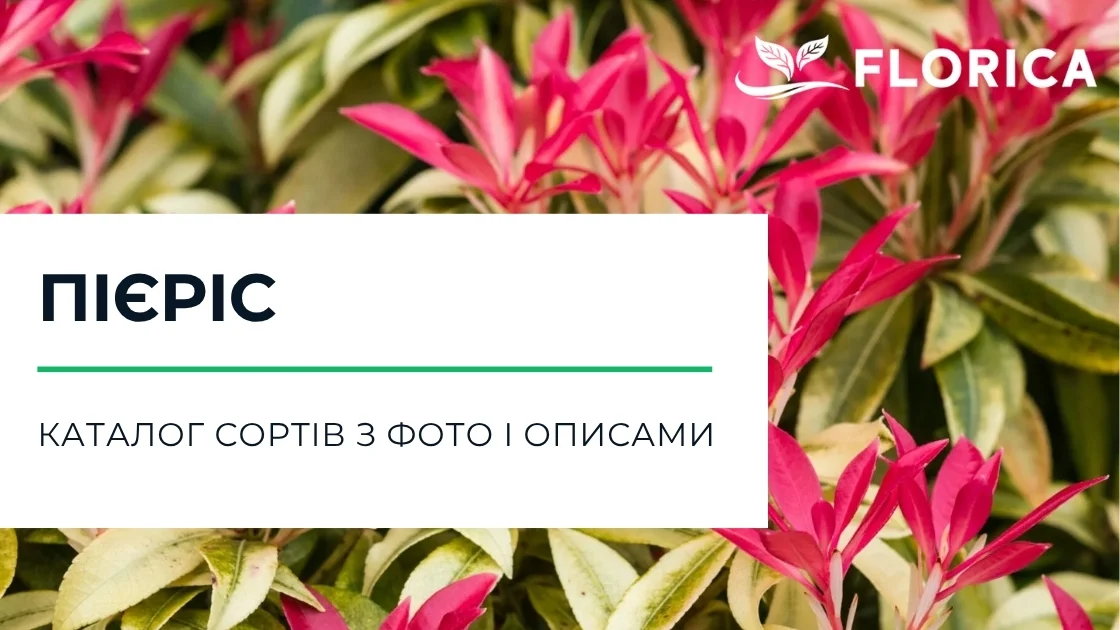 Пієріс: каталог сортів з фото і описами