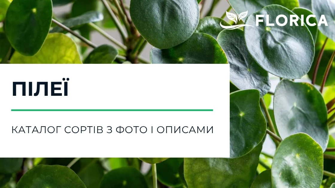 Пілея: каталог сортів з фото і описами