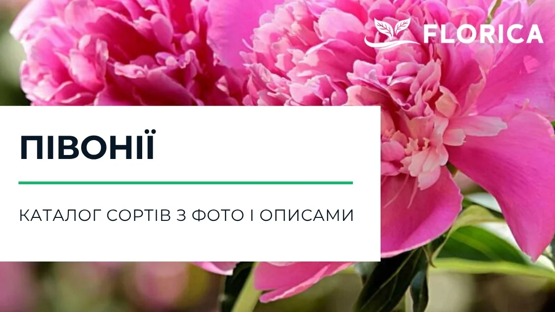 Півонії: каталог сортів з фото і описами