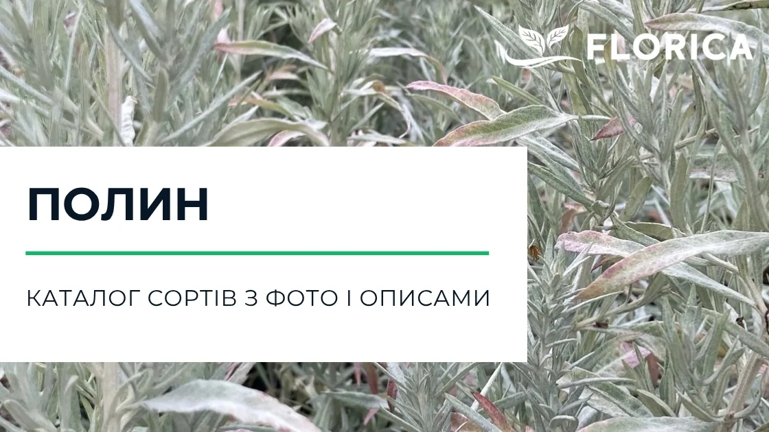Полин: каталог сортів з фото і описами