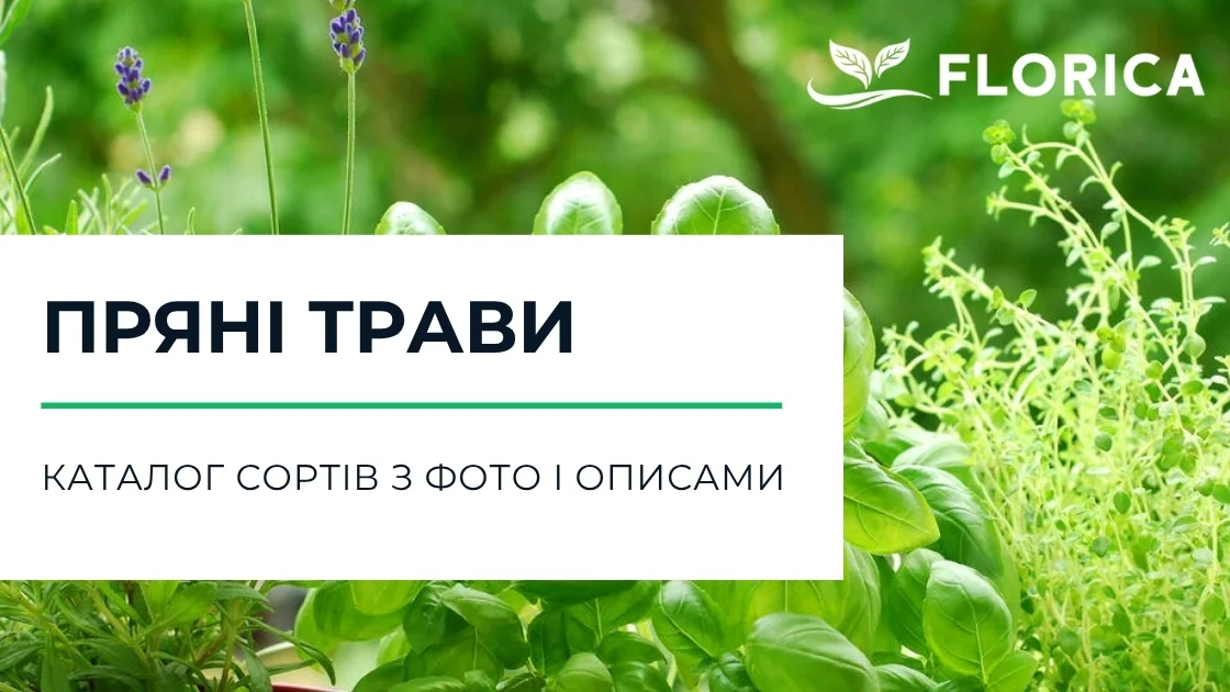 Пряно-ароматичні трави: каталог сортів з фото і описами