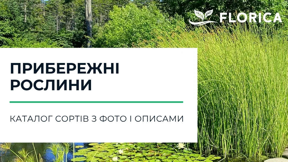Прибережні рослини: каталог сортів з фото і описами