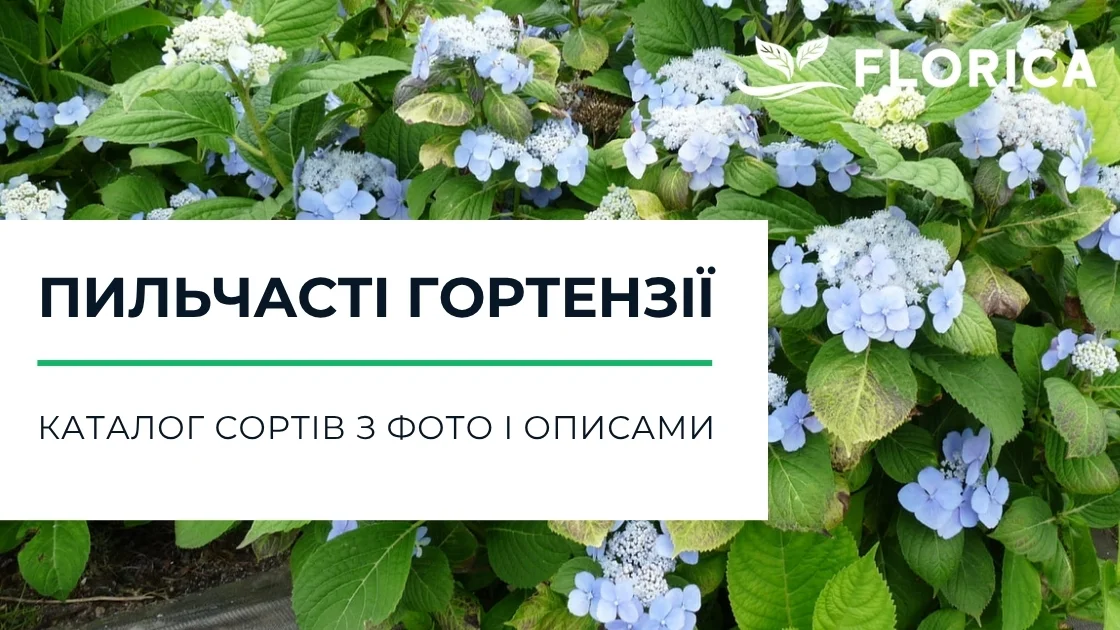 Пильчасті гортензії: каталог сортів з фото і описами