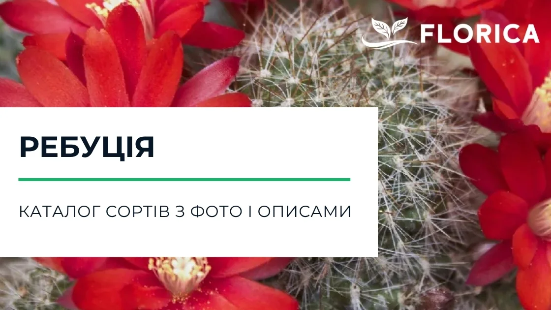 Ребуція: каталог сортів з фото і описами