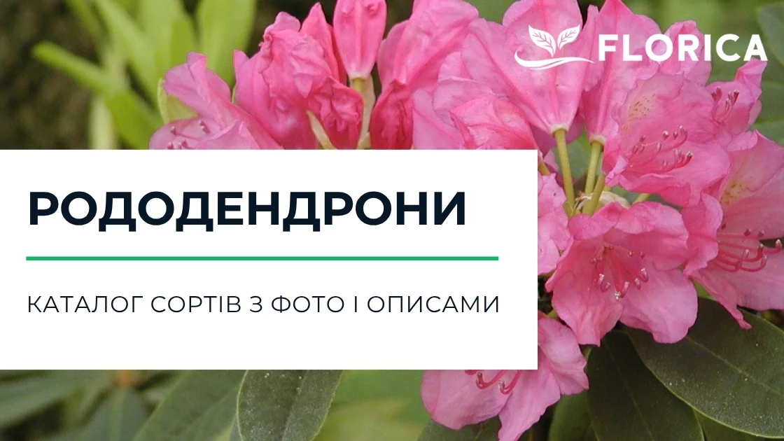 Рододендрон (азалія): каталог сортів з фото і описами
