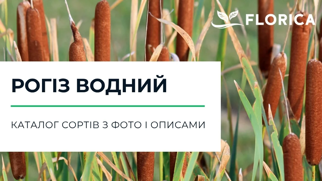 Рогіз водний: каталог сортів з фото і описами