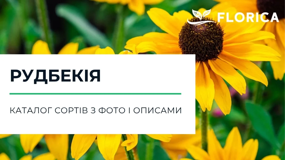 Рудбекія однорічна: каталог сортів з фото і описами