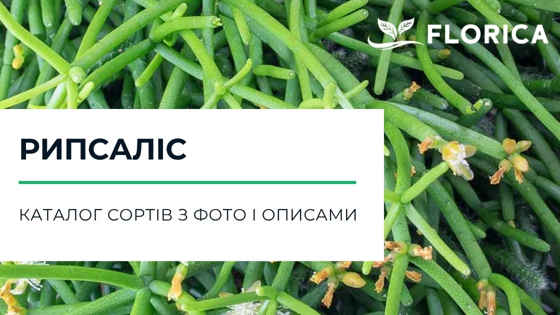 Рипсаліс: каталог сортів з фото і описами