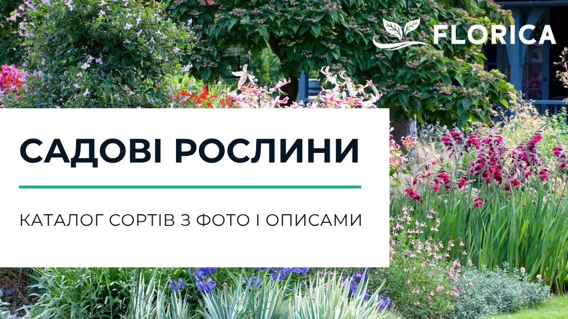 Садові рослини: каталог сортів з фото і описами
