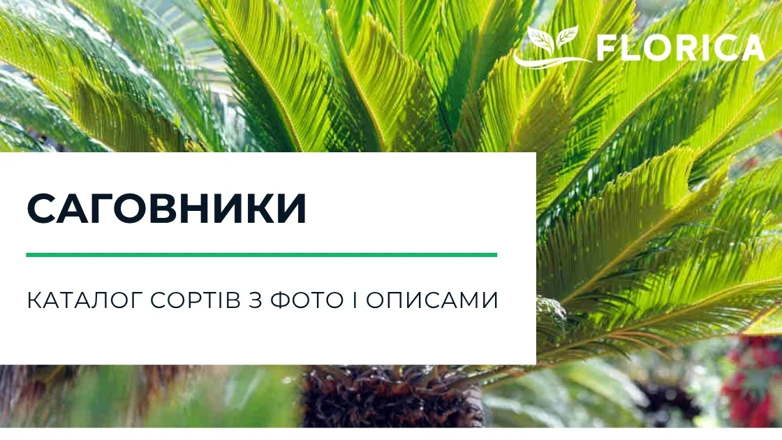 Саговник (Цикас) – кімнатна пальма: каталог сортів з фото і описами