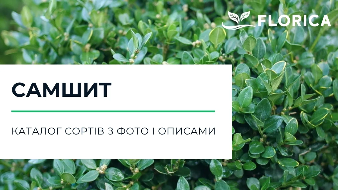 Самшит: каталог сортів з фото і описами