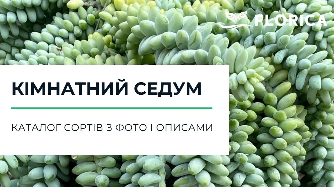 Седум: каталог сортів з фото і описами