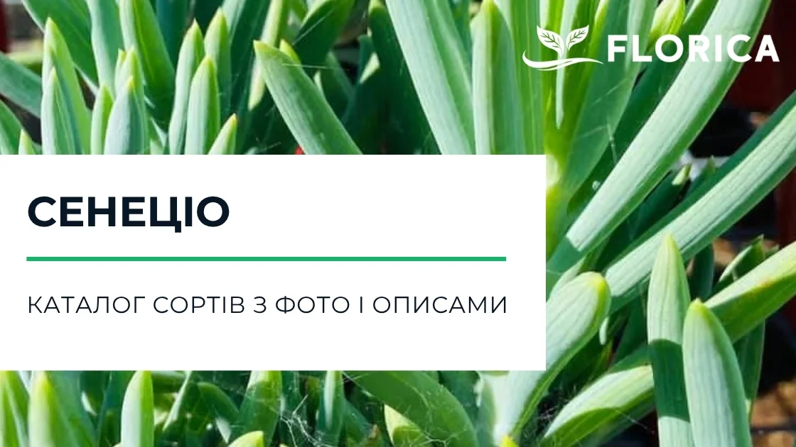 Сенеціо (Хрестовик): каталог сортів з фото і описами