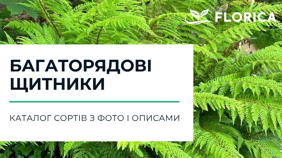 Щитник багаторядовий: каталог сортів з фото і описами