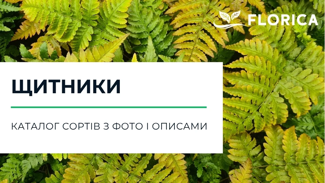 Щитник (Дріоптерис): каталог сортів з фото і описами