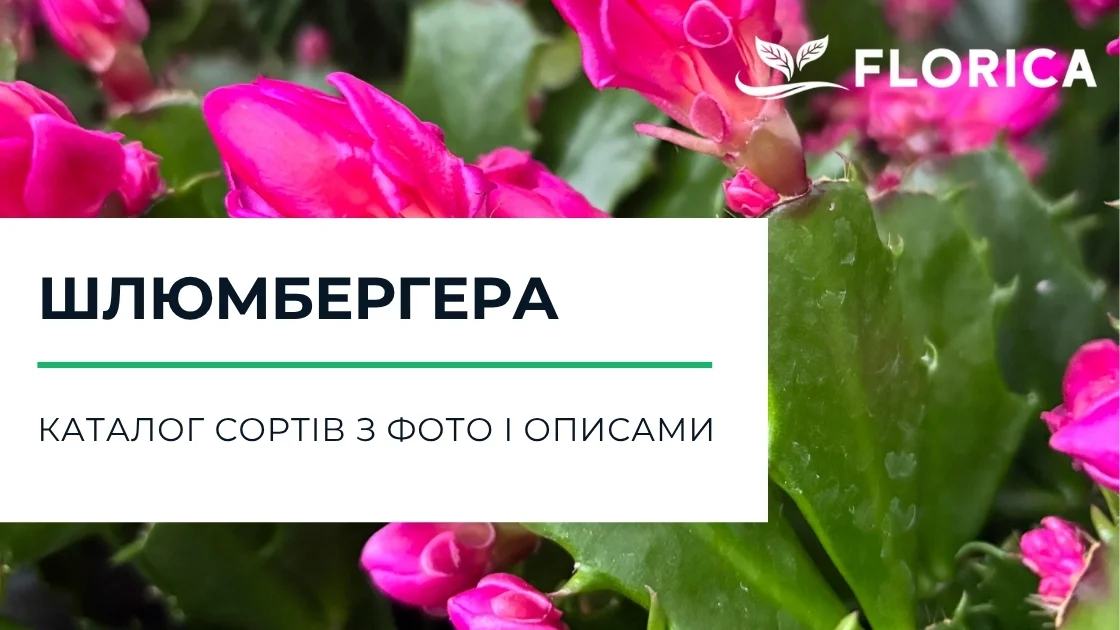Шлюмбергера: каталог сортів з фото і описами