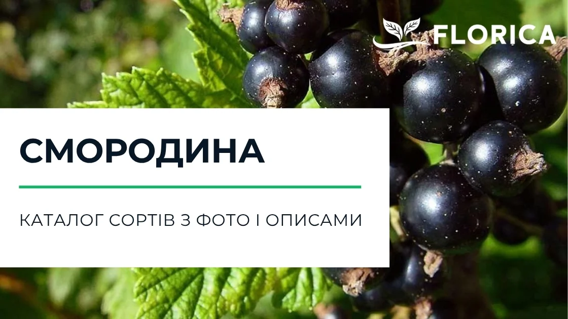 Смородина: каталог сортів з фото і описами