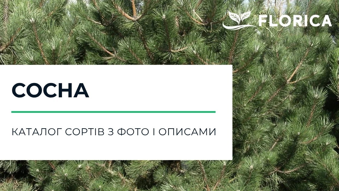 Сосна: каталог сортів з фото і описами