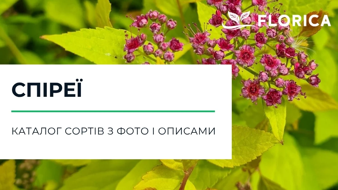 Спірея (таволга): каталог сортів з фото і описами
