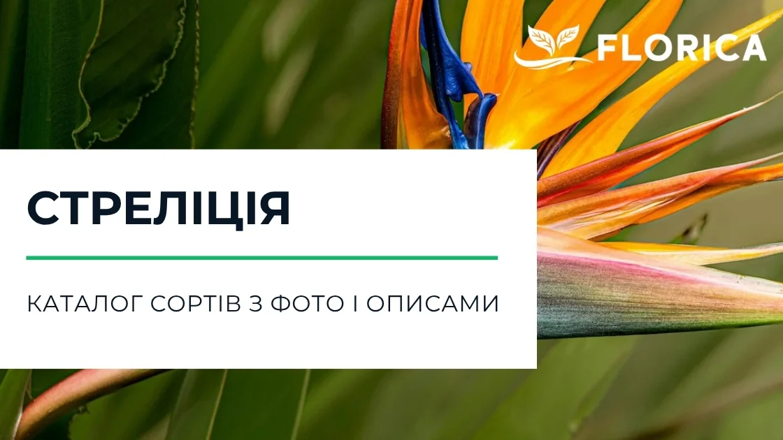 Стреліція: каталог сортів з фото і описами