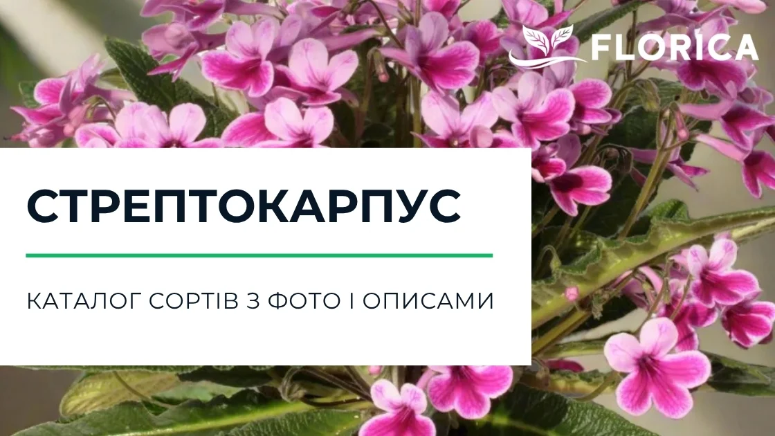 Стрептокарпус: каталог сортів з фото і описами