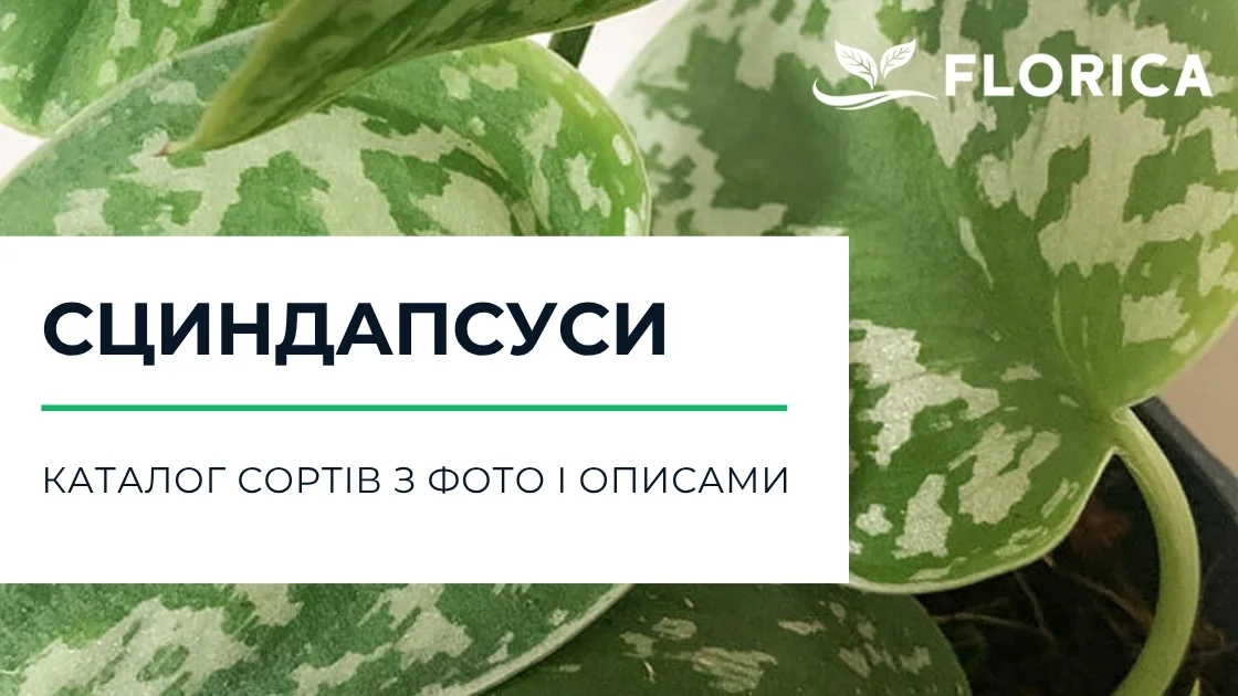 Сциндапсус (Scindapsus): каталог сортів з фото і описами