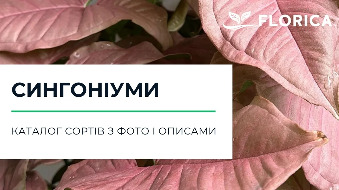 Сингоніум (Syngonium): каталог сортів з фото і описами