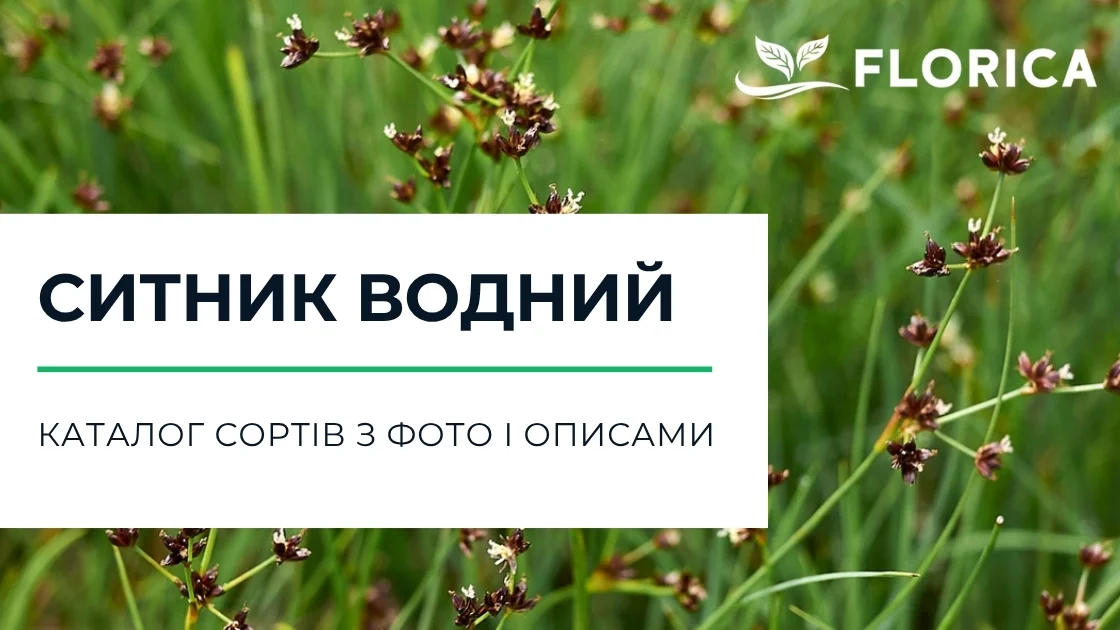 Ситник: каталог сортів з фото і описами