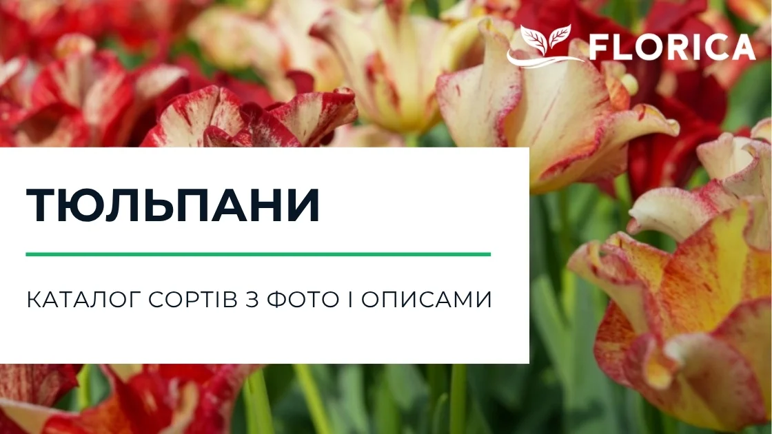 Тюльпани: каталог сортів з фото і описами